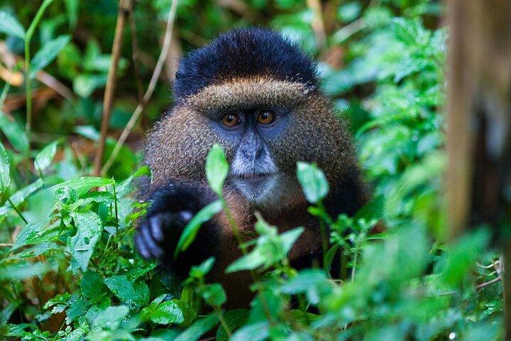 Visite privée d'une journée complète du singe doré