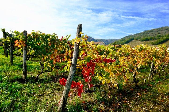 Loire Valley Vin Halvdagstur i Vouvray