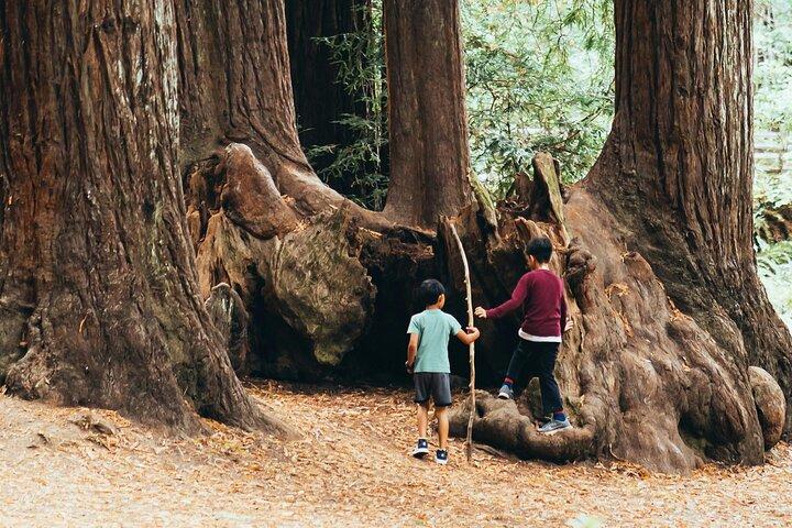 Tour privato del Parco Nazionale di Yosemite e delle Sequoie da San Francisco