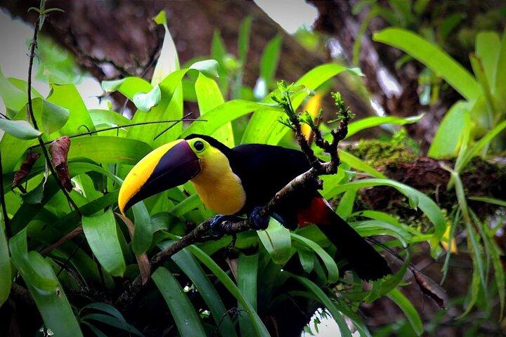 Encontro com preguiça e experiência na floresta tropical