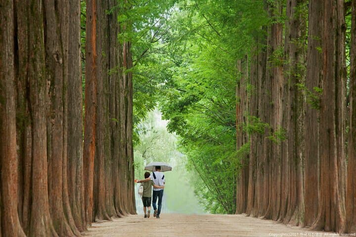 Full Day Private Tour Nami Island, Garden & Petite France
