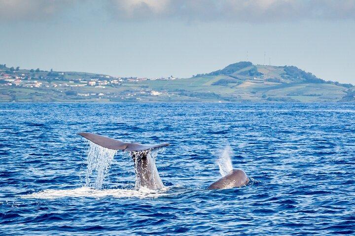 Observation de baleines et de dauphins sur l'île Terceira