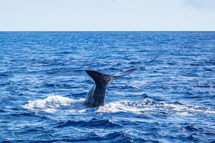 Wal- und Delfinbeobachtung auf der Insel Terceira