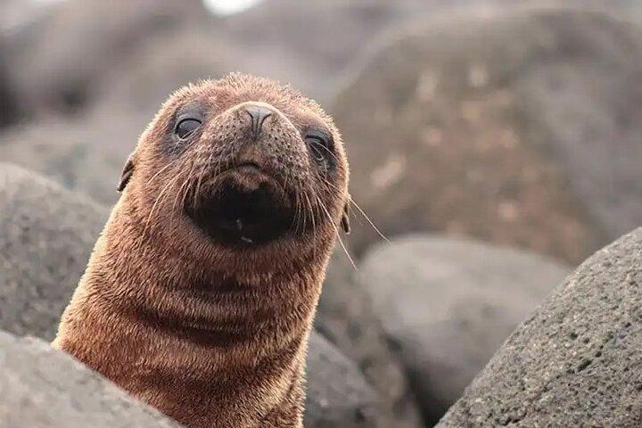 Galapagos - Schnorcheltour durch die Wildnis von North Seymour Island + Mittagessen