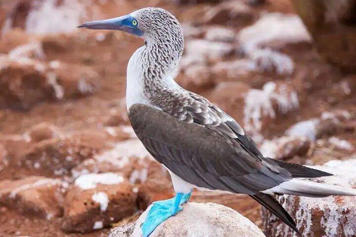 Galapagos - Schnorcheltour durch die Wildnis von North Seymour Island + Mittagessen