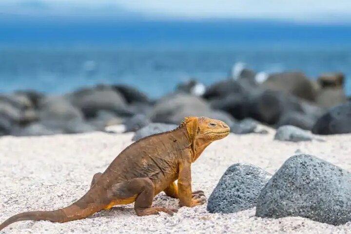 Galapagos - Schnorcheltour durch die Wildnis von North Seymour Island + Mittagessen