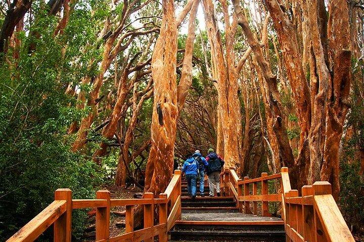 Crociera sul lago Nahuel Huapi con Victoria Island e Arrayan Forest Walk