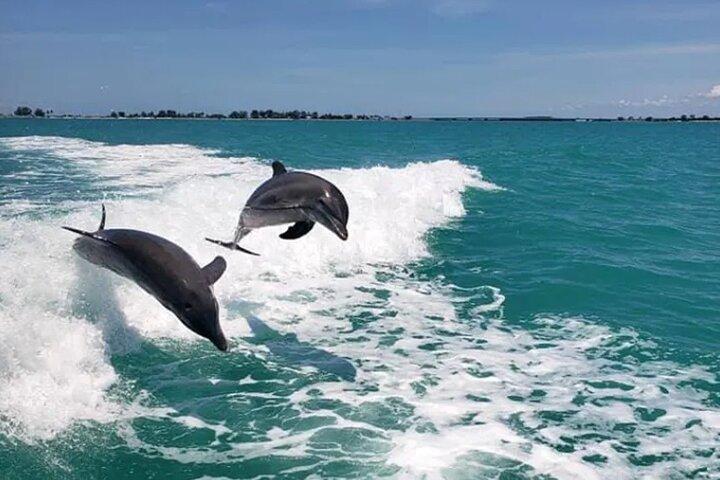 Fins Up - Dolphin & Island Sandbar Adventure in Clearwater Beach