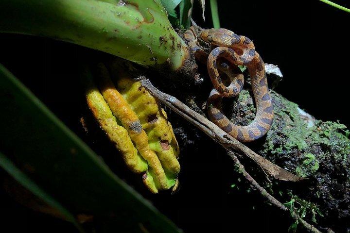 少人数グループ 野生生物保護区 モンテベルデ ナイトウォーキングツアー