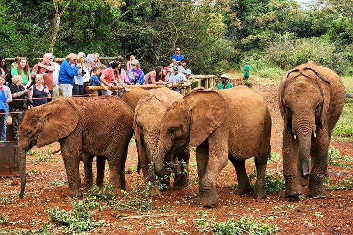 Elephants Orphanage & Giraffe Center Visite privée