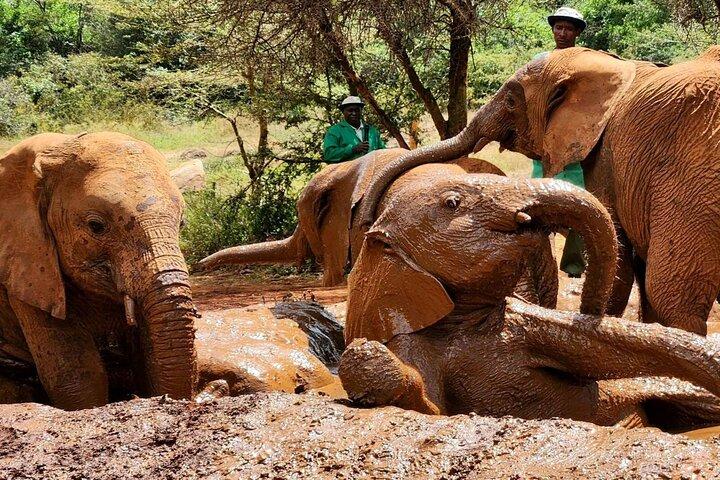 Giraffe Center, Elephant Orphanage, Beads and Museum of illusions