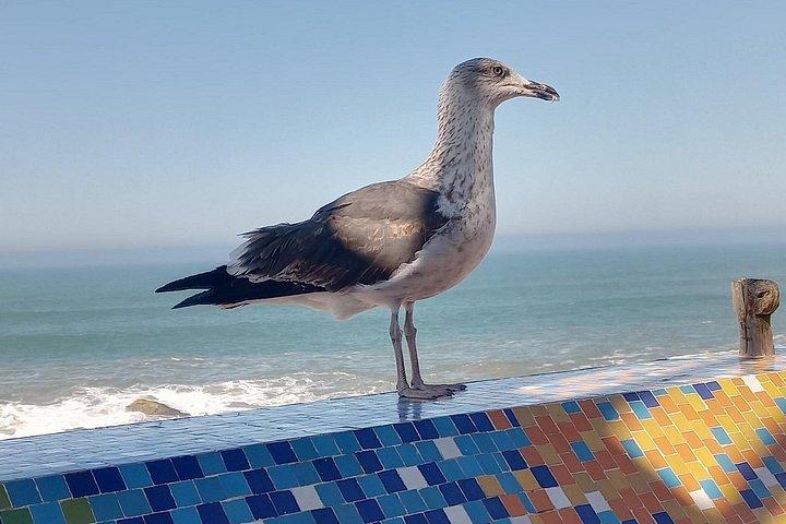 Day Trip To Essaouira From Marrakech