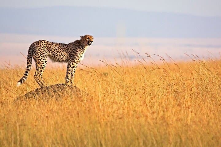 3Day Small Group Masai Mara Safari Tour