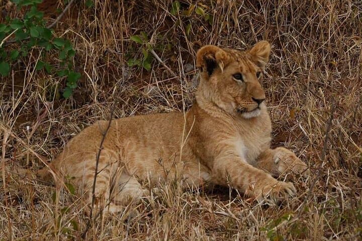 3Day Small Group Masai Mara Safari Tour