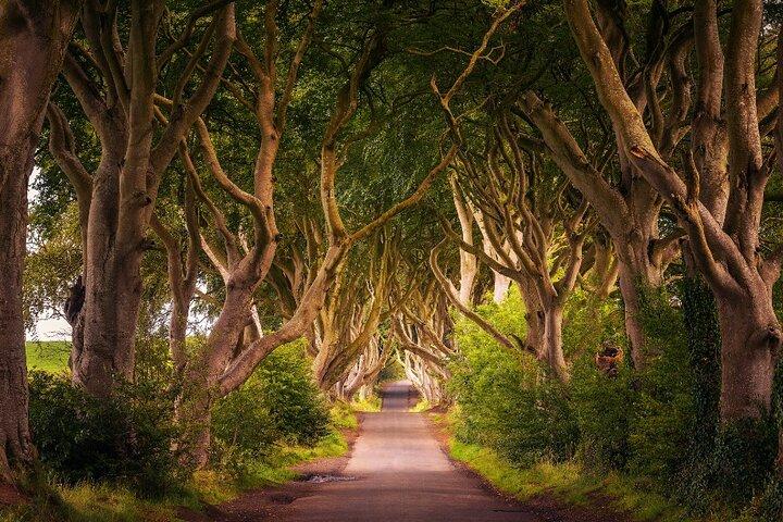 Calzada del Gigante UNESCO, Dark Hedges y Belfast desde Dublín