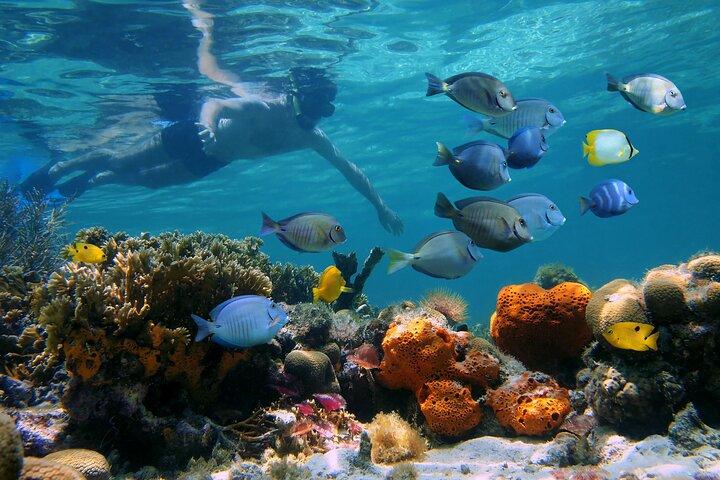 Key West Afternoon Reef Snorkeling avec Open Bar