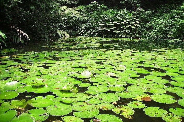 ペナンネイチャーエスケープ：ペナンの丘、植物園＆フェリンギ