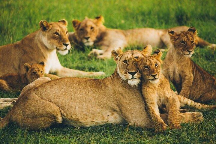 Group Joining-Half Day Nairobi National park