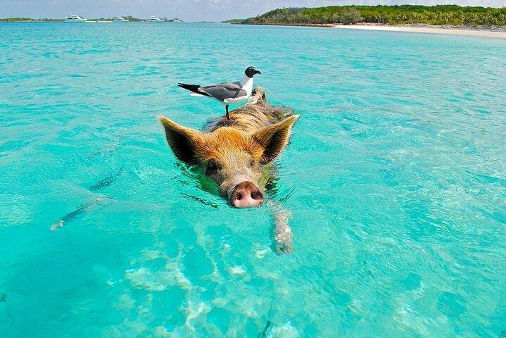Ko Samui : Private Longtail Bootstour nach Koh Madsum & Koh Tan