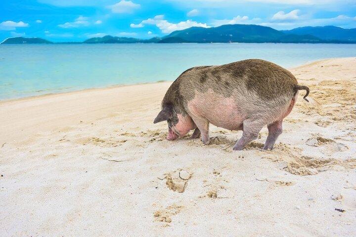 プライベートスピードボートでマッサム島とタン島へ