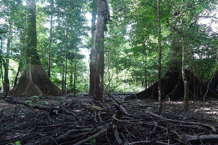 4 Day Trip To Pacaya Samiria Amazon Lodge