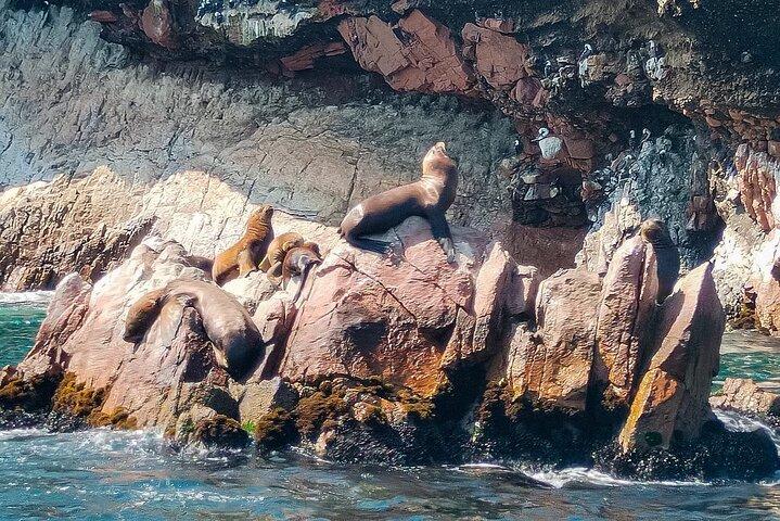 Excursie naar Ballestas-eilanden vanuit Paracas