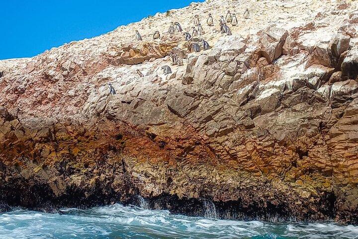Excursie naar Ballestas-eilanden vanuit Paracas