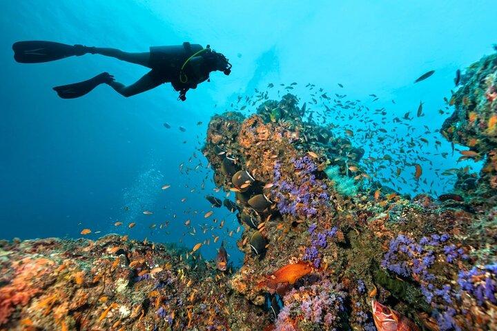 3 inmersiones divertidas en las islas Phi Phi para buceadores certificados