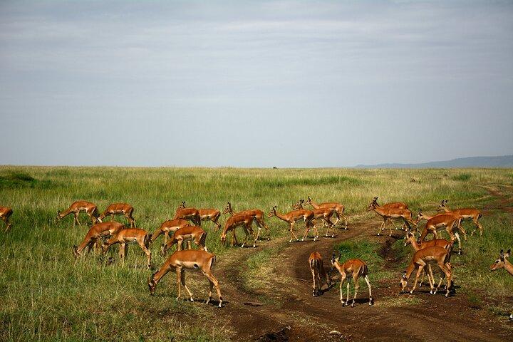 Privat 2-dages Selous (Nyerere) Safari-tur fra Dar es Salaam