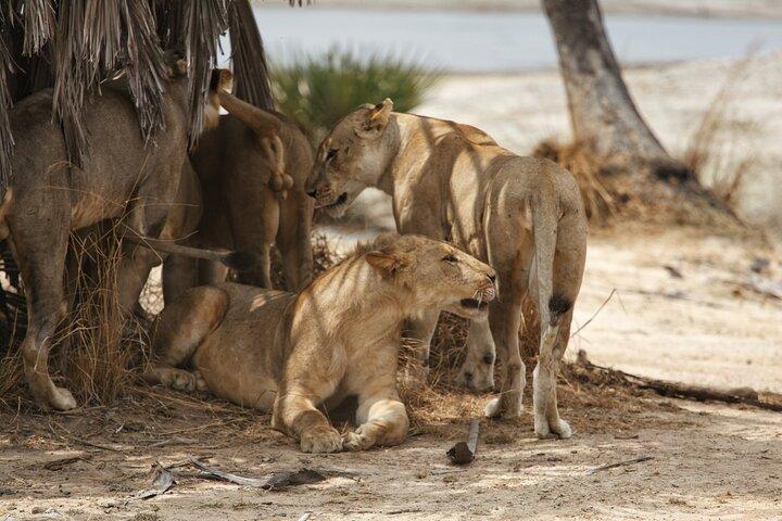 Privat 2-dages Selous (Nyerere) Safari-tur fra Dar es Salaam