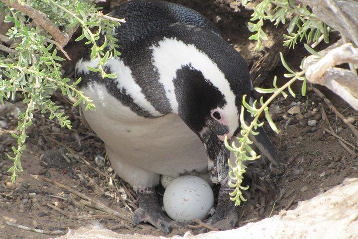 Heldagsudflugt til Pingüinera Punta Tombo Natural