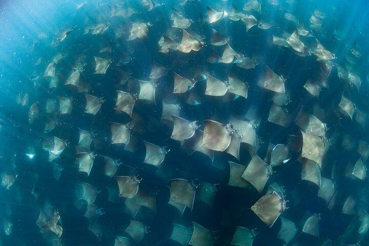 Mare di Cortez Safari!Incontri animali incredibili!