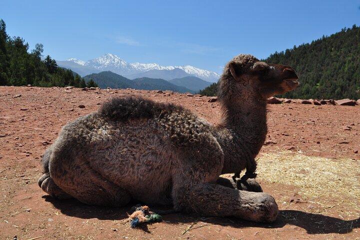 2-dages tur til Fint Oasis og rute med 1000 Kasbahs i Ouarzazate