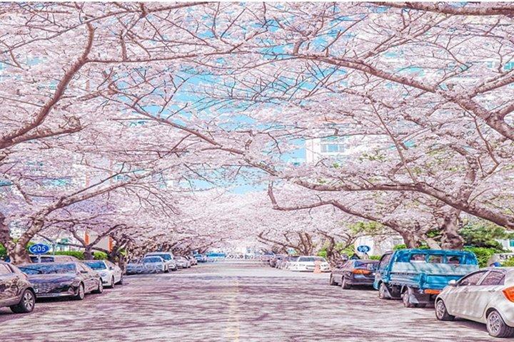 プライベート釜山ツアー-ライセンスガイドと名所を巡る
