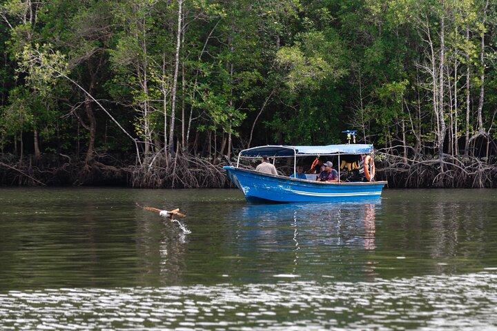 Excursion en bateau de 5 heures dans les mangroves à Langkawi