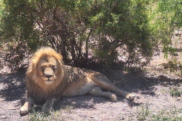 Aquila Safari, Lunch & Fairview wine Tasting with Tickets