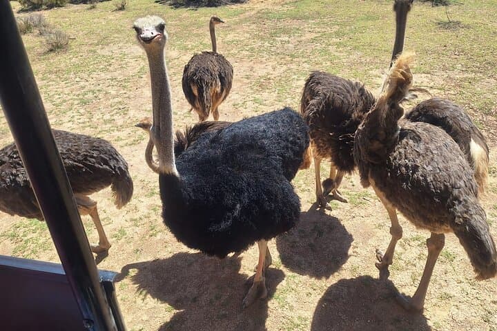 Aquila Safari, Lunch & Fairview wine Tasting with Tickets