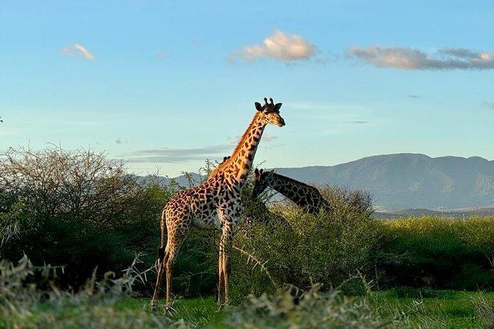 Privat vandringstur med giraffer
