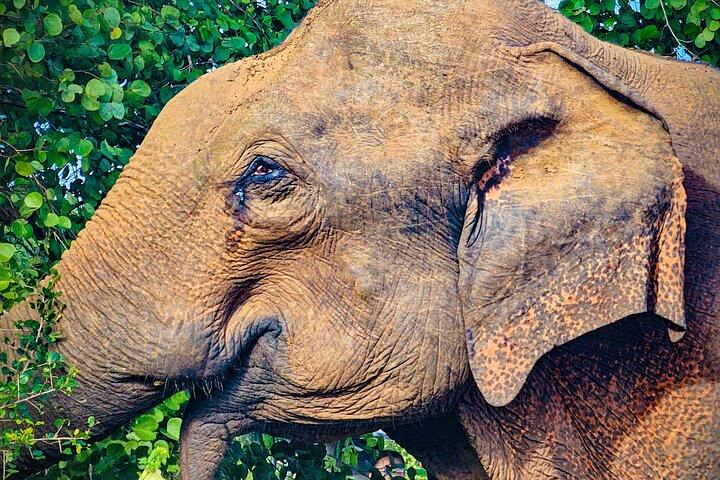 ウダワラウェ国立公園プライベート サファリ ツアー