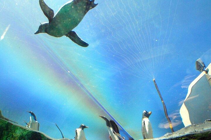 北海道旭山動物園・富良野・美瑛バスツアー