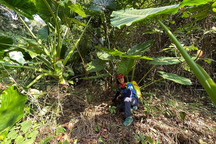 One Day Trekking Cat Ba National Park