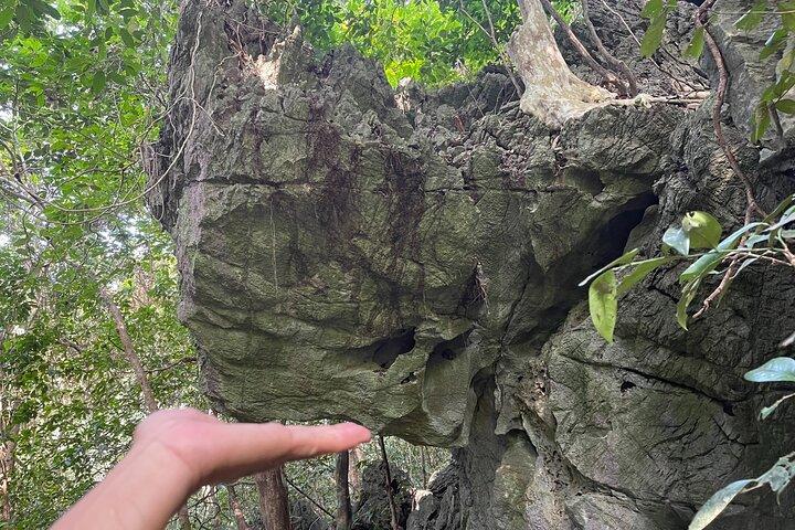 One Day Trekking Cat Ba National Park