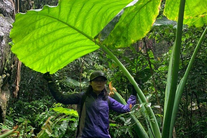 One Day Trekking Cat Ba National Park