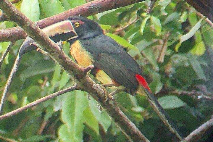 プエルト ビエホのカウイタ国立公園ツアーと水上体験