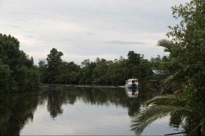 Klias Rivercruise Proboscis Monkey et Lucioles