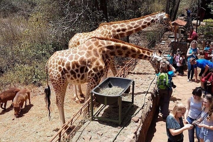 Full Day Tour Nairobi National Park, Giraffe Center ,Karen Blixen