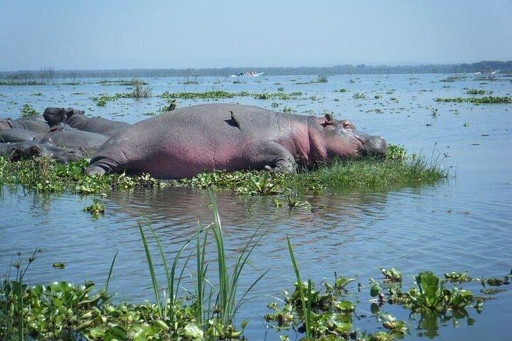 Gita di un giorno a Nairobi al Crescent Island Game Park dal lago Naivasha