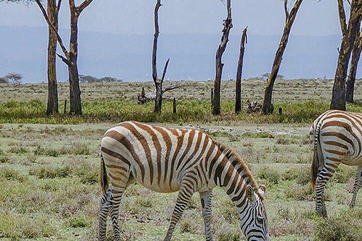 Gita di un giorno a Nairobi al Crescent Island Game Park dal lago Naivasha