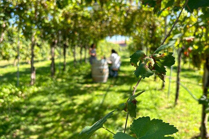 Excursão Privada Prosecco Road All Inclusive de Veneza