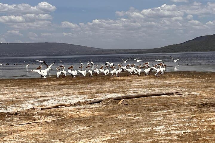 Day Safari at Nakuru National Park